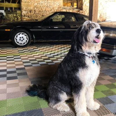 Peter Framson's Garage and Dog
