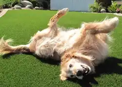 A dog rolls on Artificial Grass Turf from Greatmats